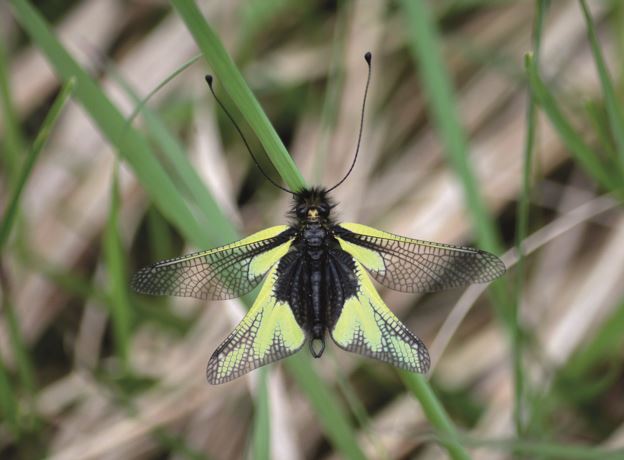 Biotopexkursion - Von den Magerwiesen im Europaschutzgebiet Unter-Überlut