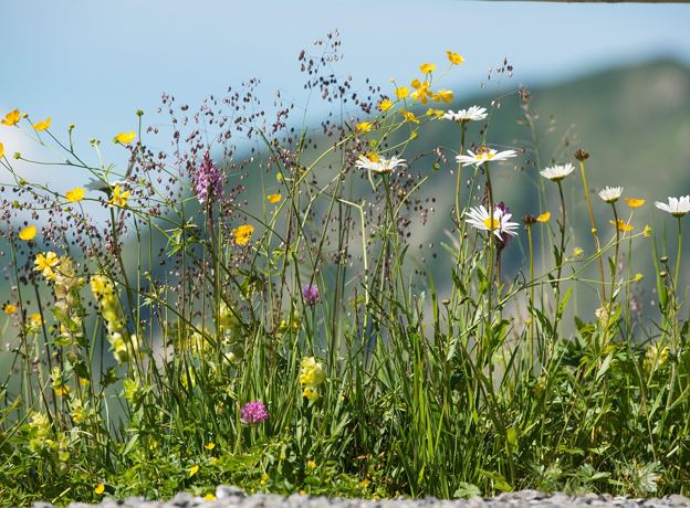 BERGaktiv Natur erleben - für kleine Entdecker